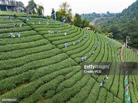 胡莊茶園怎樣？探索其魅力與特色