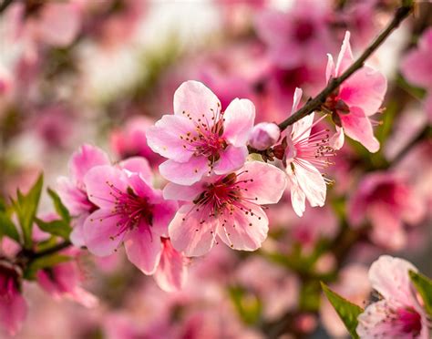 題目：南充哪個縣有桃花？桃花源裡有桃樹嗎？